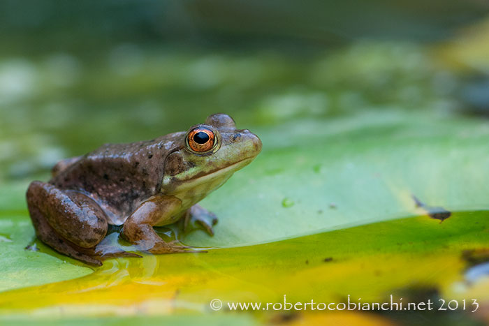 Giovane rana toro o rana verde? Lithobates catesbeianus juv.